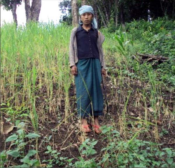 A lady stands at a paddy plantation site affected by rodent menace