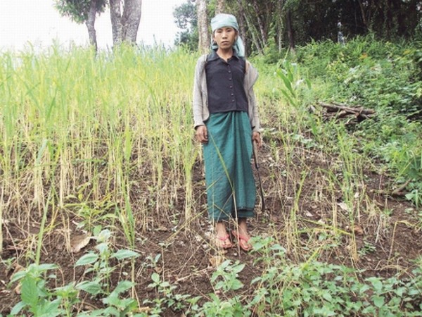 A woman farmer standing on her rodent ravaged paddy field at Tanningjam village in Tousem sub-division of Tamenglong district
