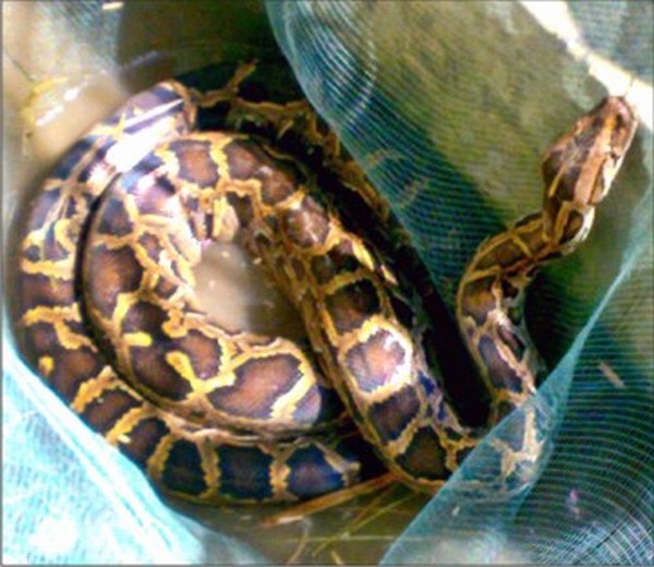 The python caught in Kumbi