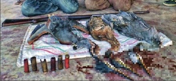The killed birds recovered from the poachers