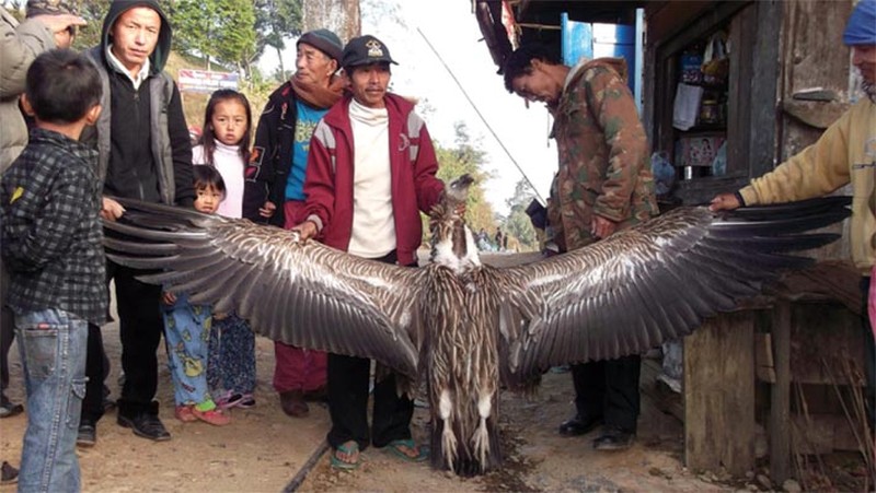 The giant bird which was shot down by one of the villagers