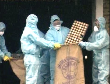 Bird Flu Strikes Manipur :: 27th July 2007