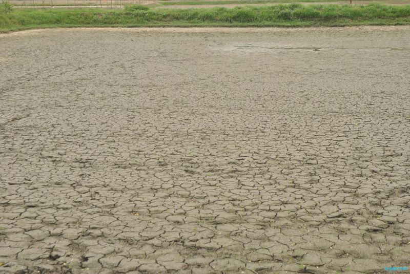 Drought looming : The condition of Paddy field in Thoubal district :: last week of July 2012