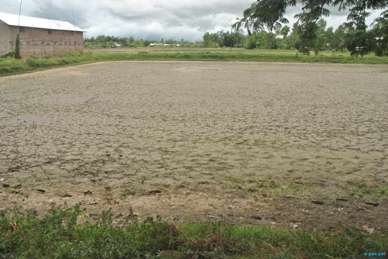 Drought looming : The condition of Paddy field in Thoubal district :: last week of July 2012
