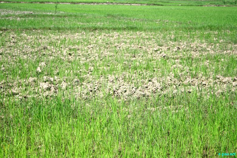  Drought looming : The condition of Paddy field in Nambol Areas :: last week of July 2012