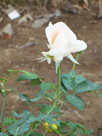 A white rose from Rose Garden at Yurembam