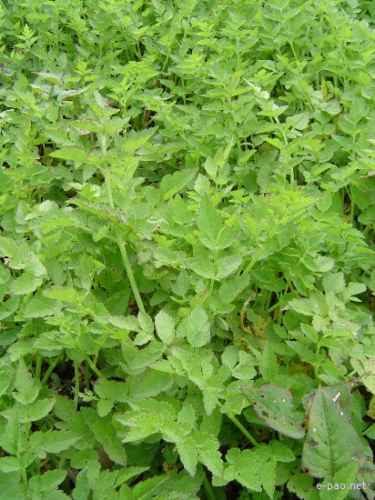 Flora of Mount Koubru :: 2005