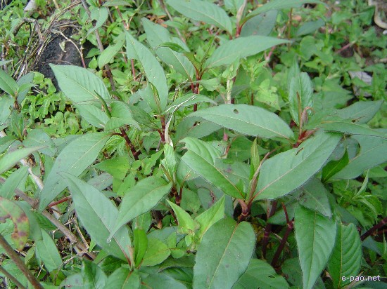 Flora of Mount Koubru :: 2005