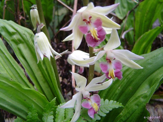 Flora of Mount Koubru :: 2005
