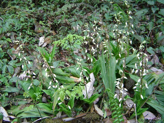 Flora of Mount Koubru :: 2005