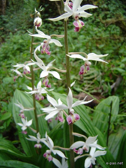 Flora of Mount Koubru :: 2005