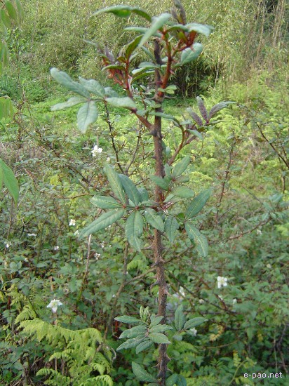 Flora of Mount Koubru :: 2005