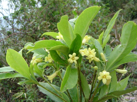 Flora of Mount Koubru :: 2005