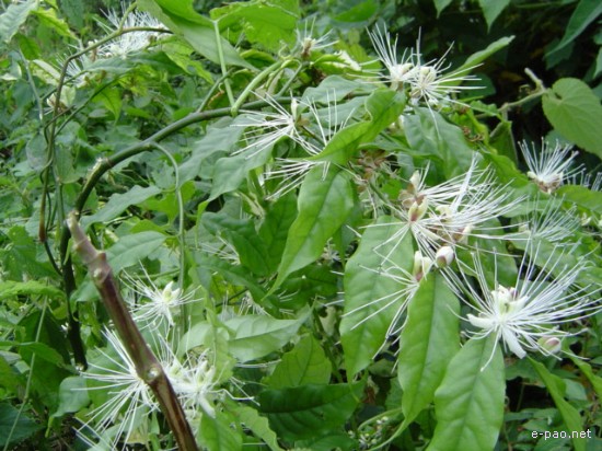 Flora of Mount Koubru :: 2005