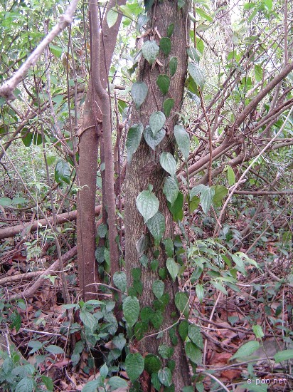 Flora of Mount Koubru :: 2005