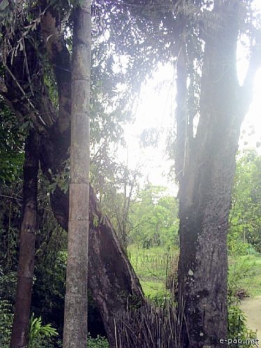 Sati Khongnang - Legendary Banyan Tree :: 2008