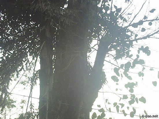 Sati Khongnang - Legendary Banyan Tree :: 2008