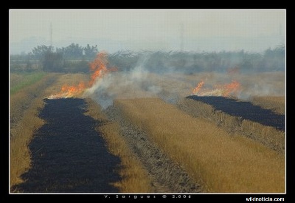 Rice straw burning - Polluting the environment at the cost of Rs 31.80 crores