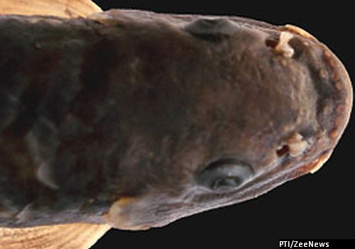 Garra Kalpangi, fish discovered in Kalpangi River - Arunachal