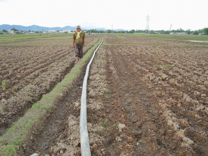With monsoon playing hide and seek, a worried farmer looks at his parched paddy field under Imphal West district. With the shadow of drought casting following failure of rainfall and lack of irrigation facilities, many farmers are shelling out extra money to draw water from canals with the help of water pumps