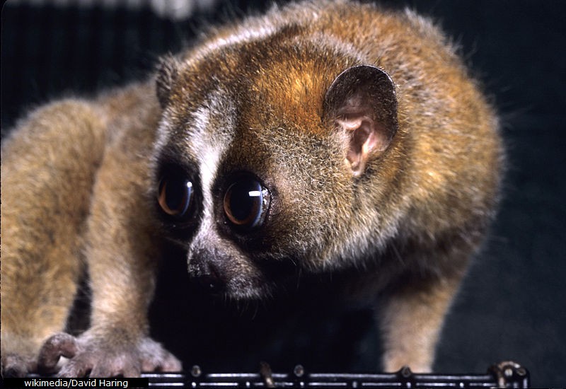 Slow Loris The only known venomous primate By Rahul Ashem