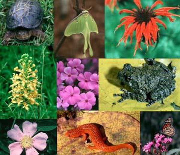 Biodiversity for sustainable development