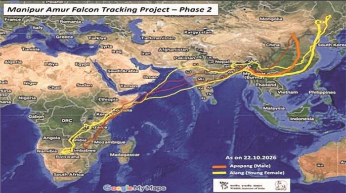 'Apapang' and 'Alang' return, complete one full migratory cycle