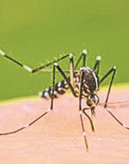 CCpur emerges as Dengue hotspot