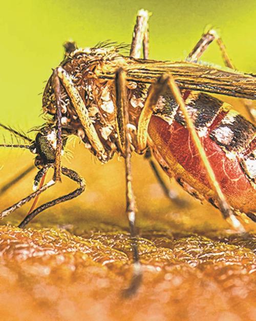 CCpur grappling with rising Dengue cases