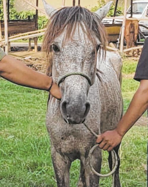 Disease which killed ponies confirmed