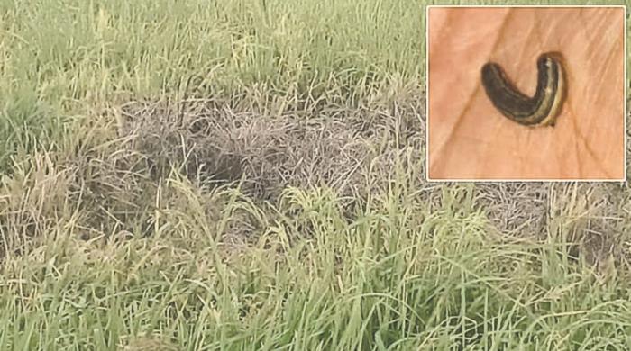 Fall armyworm attacks paddy fields